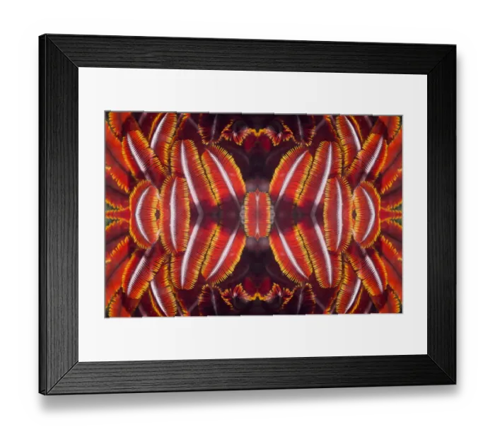 Framed Print : Kaleidoscopic image of crinoids or feather stars. Indonesia Framed Print : Kaleidoscopic image of crinoids or feather stars. Indonesia