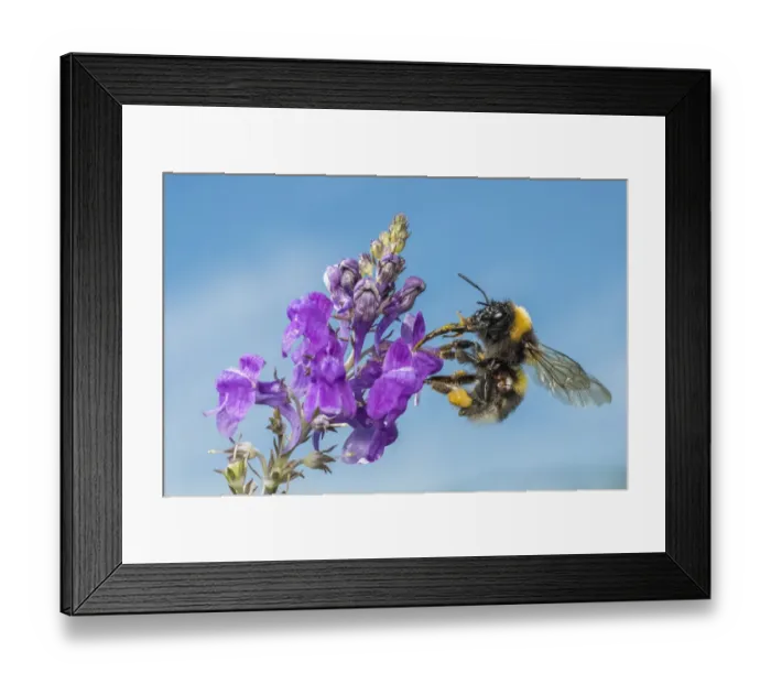 Framed Print : Garden bumblebee (Bombus hortorum), on Purple toadflax (Linaria purpurea), Monmouthshire Framed Print : Garden bumblebee (Bombus hortorum), on Purple toadflax (Linaria purpurea), Monmouthshire