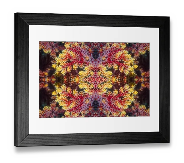 Framed Print : Kaleidoscopic image of soft coral. West Papua, Indonesia Framed Print : Kaleidoscopic image of soft coral. West Papua, Indonesia