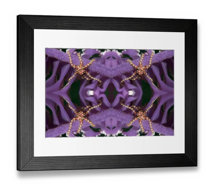 Framed Print : Kaleidoscopic image of Brittlestar (Ophiothrix sp. ) on Sea pen (Virgularia sp. ). Rinca, Indonesia Framed Print : Kaleidoscopic image of Brittlestar (Ophiothrix sp. ) on Sea pen (Virgularia sp. ). Rinca, Indonesia