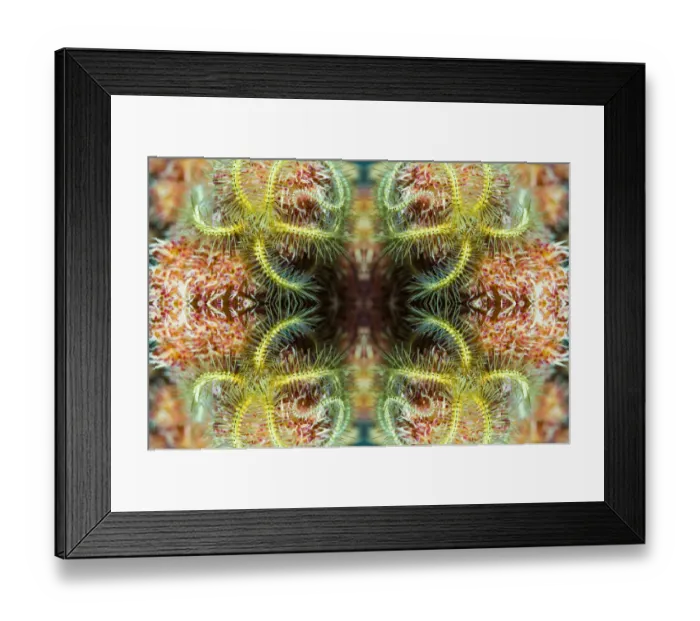 Framed Print : Kaleidoscopic image of brittle star (Ophiothrix sp), North Sulawesi, Indonesia Framed Print : Kaleidoscopic image of brittle star (Ophiothrix sp), North Sulawesi, Indonesia