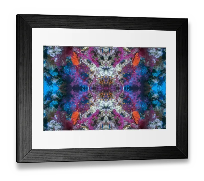 Framed Print : Kaleidoscopic image of soft corals (Dendronephthya sp. ) and a red sponge. Egypt, Red Sea