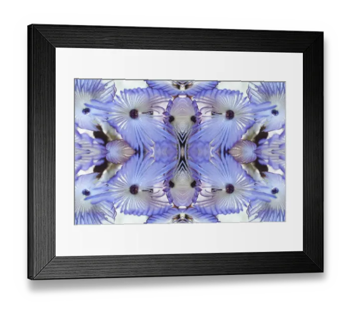 Framed Print : Kaleidoscopic image of Variegated feather duster (Bispira variegata), Sabellidae Framed Print : Kaleidoscopic image of Variegated feather duster (Bispira variegata), Sabellidae