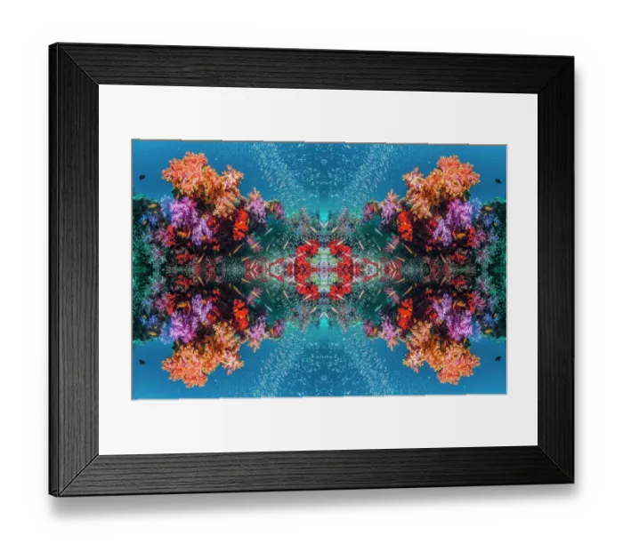 Framed Print : Kaleidoscopic image of soft corals (Dendronephthya sp. ), Andaman Sea, Thailand Framed Print : Kaleidoscopic image of soft corals (Dendronephthya sp. ), Andaman Sea, Thailand