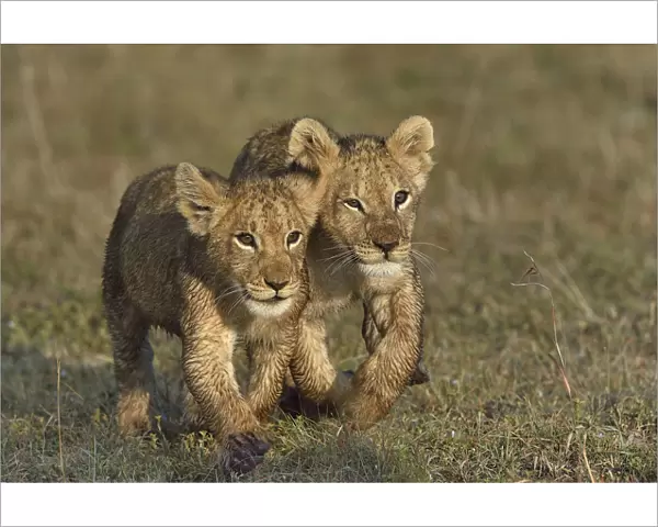 Two Lion cubs (Penthera leo) walking in grass, Masai Mara, Kenya, March