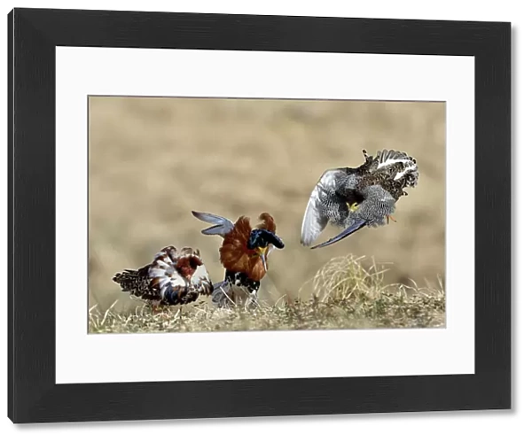 Ruff (Philomachus pugnax) males displaying and fighting each other at a lek, Finland