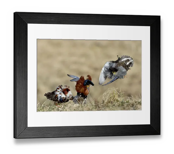 Framed Print : Ruff (Philomachus pugnax) males displaying and fighting each other at a lek, Finland Framed Print : Ruff (Philomachus pugnax) males displaying and fighting each other at a lek, Finland