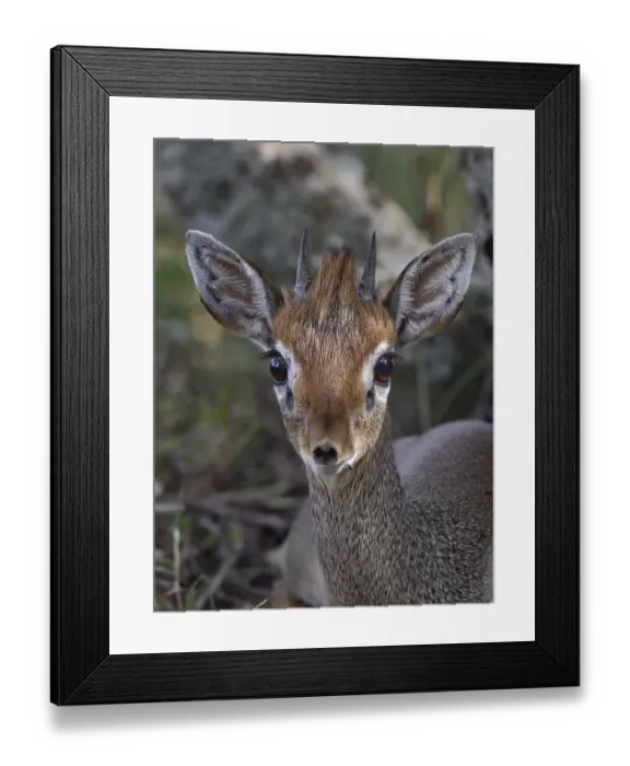 Framed Print : Silver Dik-dik (Madoqua piacentinii) portrait, Masai Mara, Kenya. March Framed Print : Silver Dik-dik (Madoqua piacentinii) portrait, Masai Mara, Kenya. March