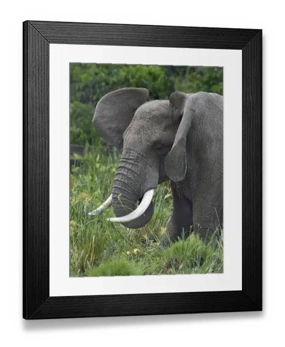 Framed Print : African elephant (Loxondota africana) in a marsh, flapping its ears, Masai Mara, Kenya Framed Print : African elephant (Loxondota africana) in a marsh, flapping its ears, Masai Mara, Kenya