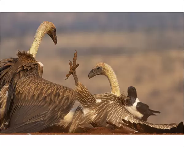 Whitebacked vulture (Gyps africanus) fighting over food, Zimanga private game reserve