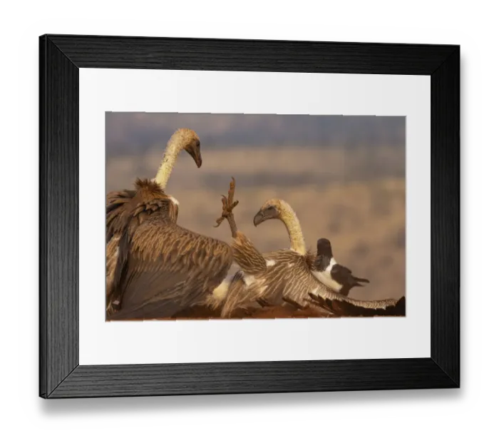 Framed Print : Whitebacked vulture (Gyps africanus) fighting over food, Zimanga private game reserve Framed Print : Whitebacked vulture (Gyps africanus) fighting over food, Zimanga private game reserve
