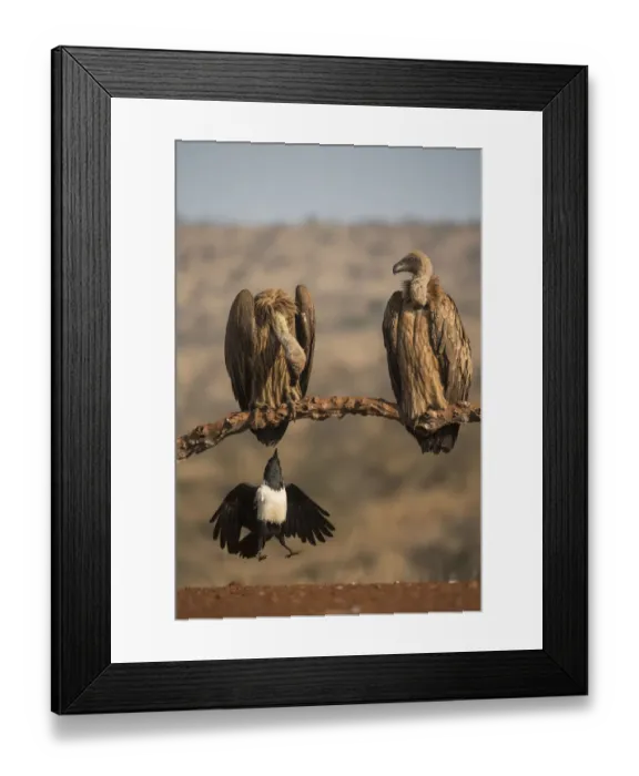 Framed Print : Pied crow (Corvus albus) pulling tail feather of whitebacked vulture, Zimanga private game reserve Framed Print : Pied crow (Corvus albus) pulling tail feather of whitebacked vulture, Zimanga private game reserve