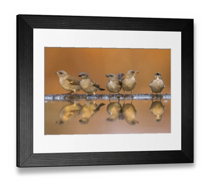 Framed Print : Southern greyheaded sparrows (Passer diffusus) reflected in waterhole, Zimanga private Framed Print : Southern greyheaded sparrows (Passer diffusus) reflected in waterhole, Zimanga private