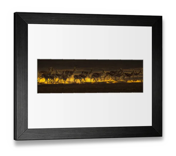 Framed Print : Springbok (Antidorcas marsupialis) herd on the move, Kgalagadi transfrontier park, South Africa Framed Print : Springbok (Antidorcas marsupialis) herd on the move, Kgalagadi transfrontier park, South Africa