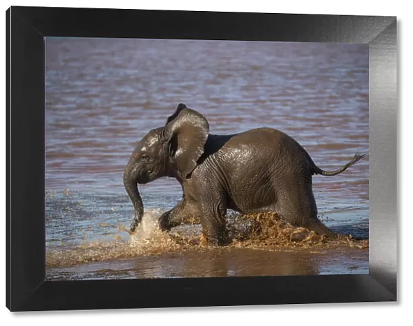 African elephant (Loxodonta africana) calf in water, Zimanga game reserve, KwaZulu-Natal