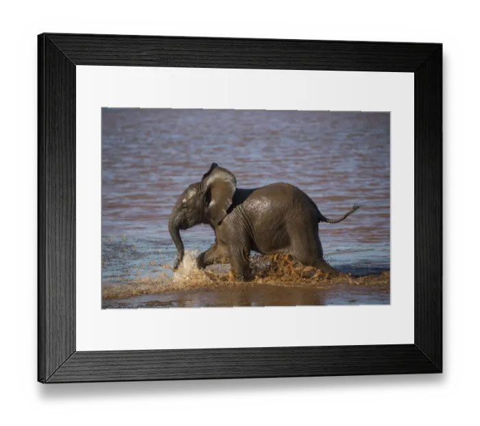 Framed Print : African elephant (Loxodonta africana) calf in water, Zimanga game reserve, KwaZulu-Natal