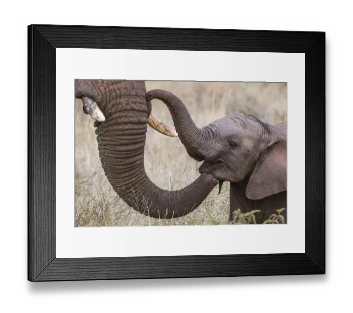 Framed Print : African elephant (Loxodonta africana) calf and adult trunk, Zimanga game reserve, KwaZulu-Natal Framed Print : African elephant (Loxodonta africana) calf and adult trunk, Zimanga game reserve, KwaZulu-Natal