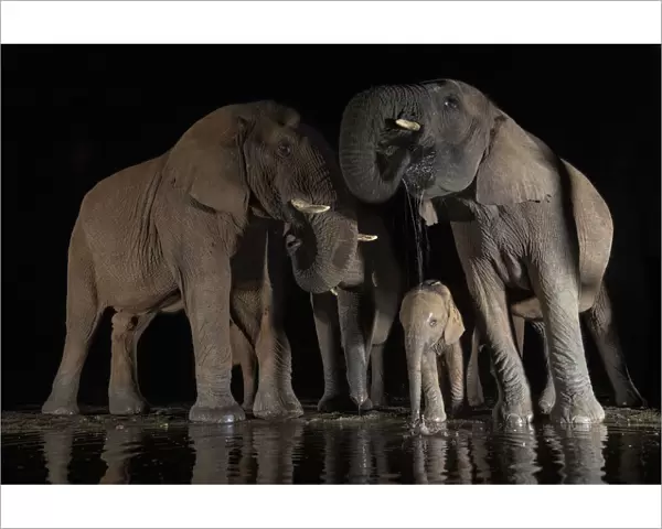 African elephants (Loxodonta africana) at water at night, Zimanga game reserve, KwaZulu-Natal