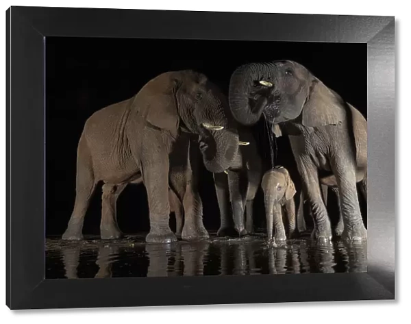 African elephants (Loxodonta africana) at water at night, Zimanga game reserve, KwaZulu-Natal