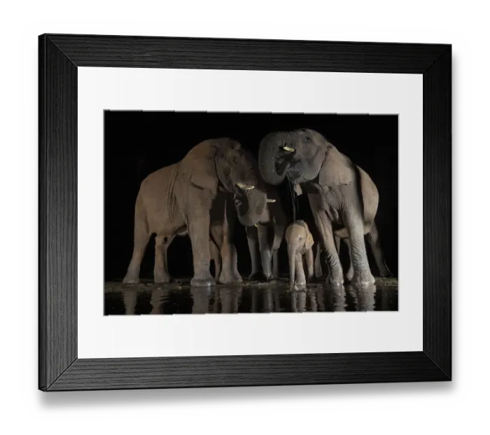 Framed Print : African elephants (Loxodonta africana) at water at night, Zimanga game reserve, KwaZulu-Natal Framed Print : African elephants (Loxodonta africana) at water at night, Zimanga game reserve, KwaZulu-Natal
