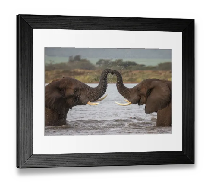 Framed Print : RF - African elephants (Loxodonta africana) in water, trunks touching, Zimanga game reserve Framed Print : RF - African elephants (Loxodonta africana) in water, trunks touching, Zimanga game reserve