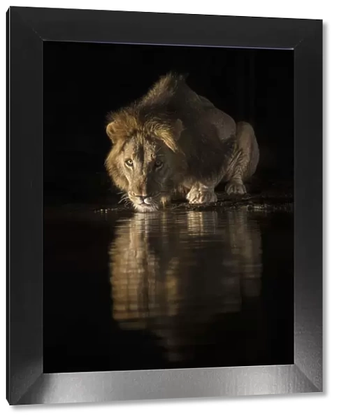 Lion (Panthera leo) drinking at night, Zimanga private game reserve, KwaZulu-Natal, South Africa
