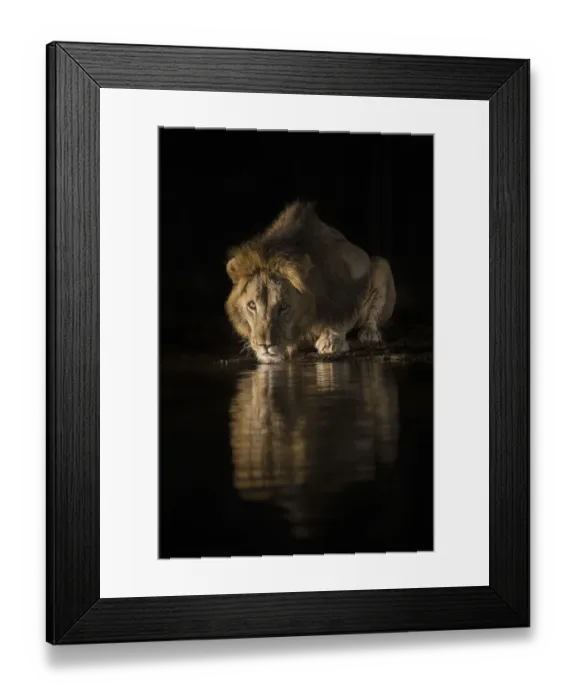 Framed Print : Lion (Panthera leo) drinking at night, Zimanga private game reserve, KwaZulu-Natal, South Africa Framed Print : Lion (Panthera leo) drinking at night, Zimanga private game reserve, KwaZulu-Natal, South Africa