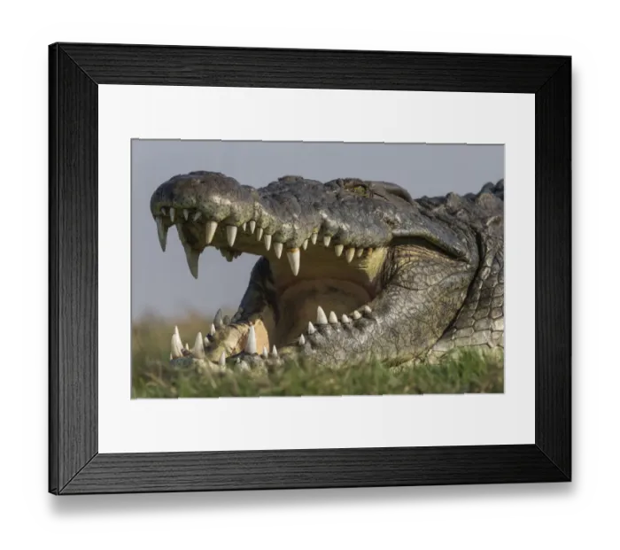 Framed Print : RF - Nile crocodile (Crocodylus niloticus head close up with jaws open, Chobe river, Botswana Framed Print : RF - Nile crocodile (Crocodylus niloticus head close up with jaws open, Chobe river, Botswana