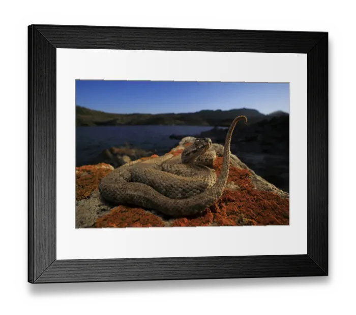 Framed Print : Milos Viper (Macrovipera schweizeri) sub adult luring potential prey to within striking Framed Print : Milos Viper (Macrovipera schweizeri) sub adult luring potential prey to within striking