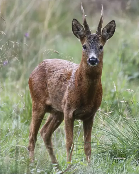 Roe Deer stag (Capreolus capreolus) standing in a woodland glade