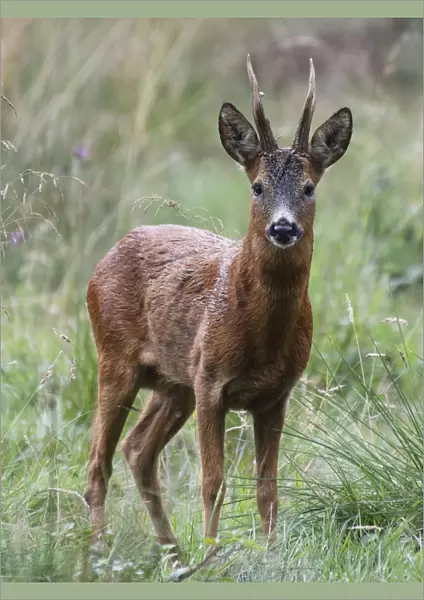 Roe Deer stag (Capreolus capreolus) standing in a woodland glade