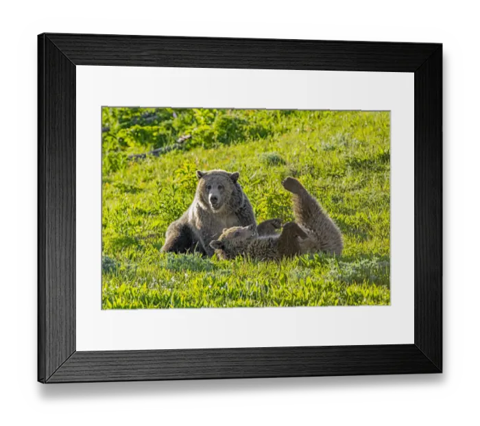 Framed Print : Grizzly bear (Ursus arctos horribilis) female with sub-adult cub rolling on back, in grassland Framed Print : Grizzly bear (Ursus arctos horribilis) female with sub-adult cub rolling on back, in grassland