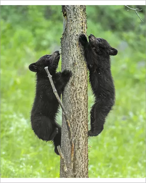 Black bear (Ursus americanus), two cubs playing, climbing up tree trunk. Yellowstone National Park