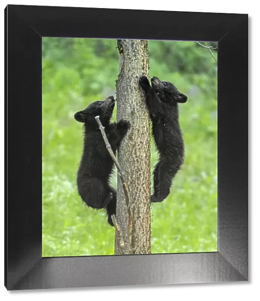 Black bear (Ursus americanus), two cubs playing, climbing up tree trunk. Yellowstone National Park