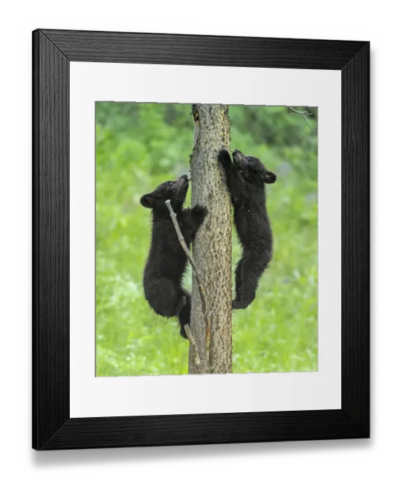 Framed Print : Black bear (Ursus americanus), two cubs playing, climbing up tree trunk. Yellowstone National Park Framed Print : Black bear (Ursus americanus), two cubs playing, climbing up tree trunk. Yellowstone National Park