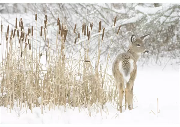 White-tailed deer (Odocoileus virginianus) fawn standing beside Bulrushes (Typha sp)