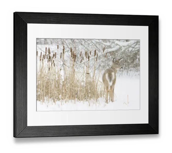 Framed Print : White-tailed deer (Odocoileus virginianus) fawn standing beside Bulrushes (Typha sp) Framed Print : White-tailed deer (Odocoileus virginianus) fawn standing beside Bulrushes (Typha sp)
