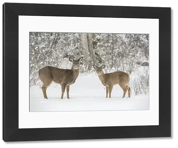 White-tailed deer (Odocoileus virginianus) doe and fawn standing on snow covered pond