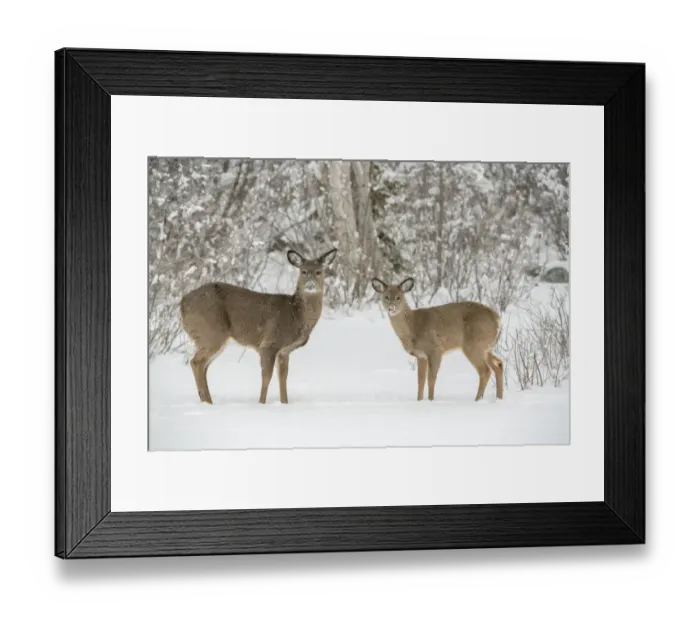 Framed Print : White-tailed deer (Odocoileus virginianus) doe and fawn standing on snow covered pond Framed Print : White-tailed deer (Odocoileus virginianus) doe and fawn standing on snow covered pond