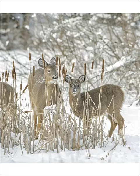 White-tailed deer (Odocoileus virginianus) doe and fawn standing amongst Bulrushes