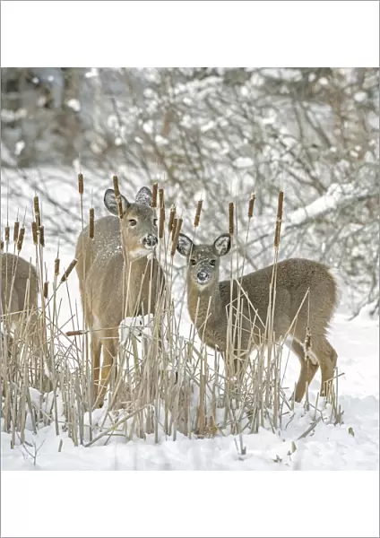 White-tailed deer (Odocoileus virginianus) doe and fawn standing amongst Bulrushes