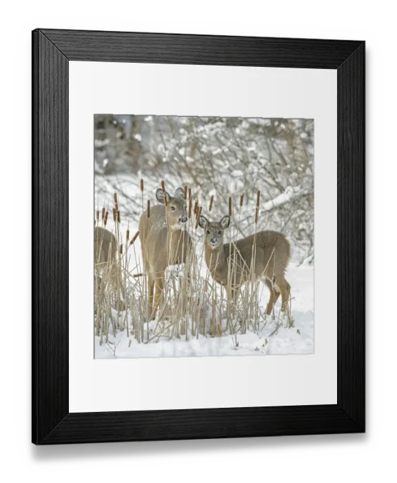 Framed Print : White-tailed deer (Odocoileus virginianus) doe and fawn standing amongst Bulrushes Framed Print : White-tailed deer (Odocoileus virginianus) doe and fawn standing amongst Bulrushes