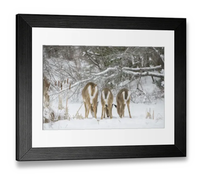 Framed Print : White-tailed deer (Odocoileus virginianus), doe and fawns feeding in a row on snow covered pond Framed Print : White-tailed deer (Odocoileus virginianus), doe and fawns feeding in a row on snow covered pond