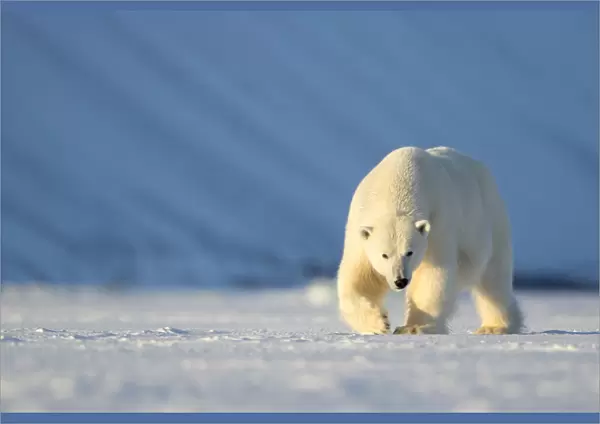 RF - Polar bear (Ursus maritimus) female walking across ice. Svalbard, Norway, April