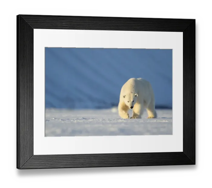 Framed Print : RF - Polar bear (Ursus maritimus) female walking across ice. Svalbard, Norway, April Framed Print : RF - Polar bear (Ursus maritimus) female walking across ice. Svalbard, Norway, April