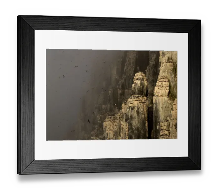 Framed Print : Brunnichs guillemot (Uria lomvia) colony in mist, many birds in flight and nesting on cliffs Framed Print : Brunnichs guillemot (Uria lomvia) colony in mist, many birds in flight and nesting on cliffs