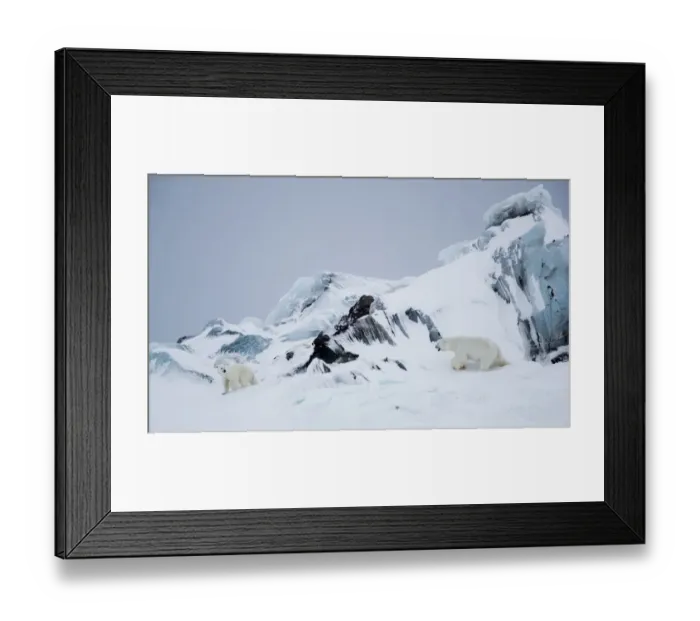 Framed Print : Polar bear (Ursus maritimus) male approaching female in rocky area covered in snow Framed Print : Polar bear (Ursus maritimus) male approaching female in rocky area covered in snow