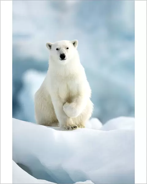 Polar bear (Ursus maritimus) standing on ice. Svalbard, Norway, July