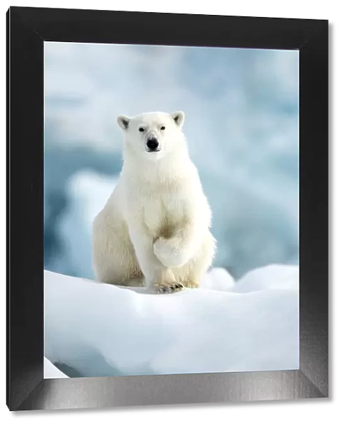 Polar bear (Ursus maritimus) standing on ice. Svalbard, Norway, July