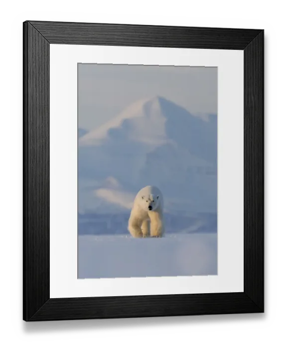 Framed Print : Polar bear (Ursus maritimus) walking across ice, snow covered mountain in background Framed Print : Polar bear (Ursus maritimus) walking across ice, snow covered mountain in background